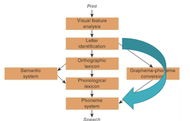 <p>Non-lexical Route</p>