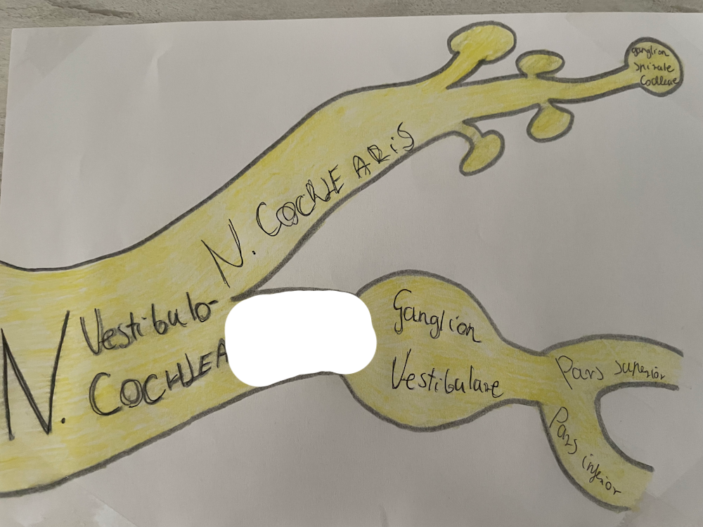 <p>egyensúlyozó ideg</p>