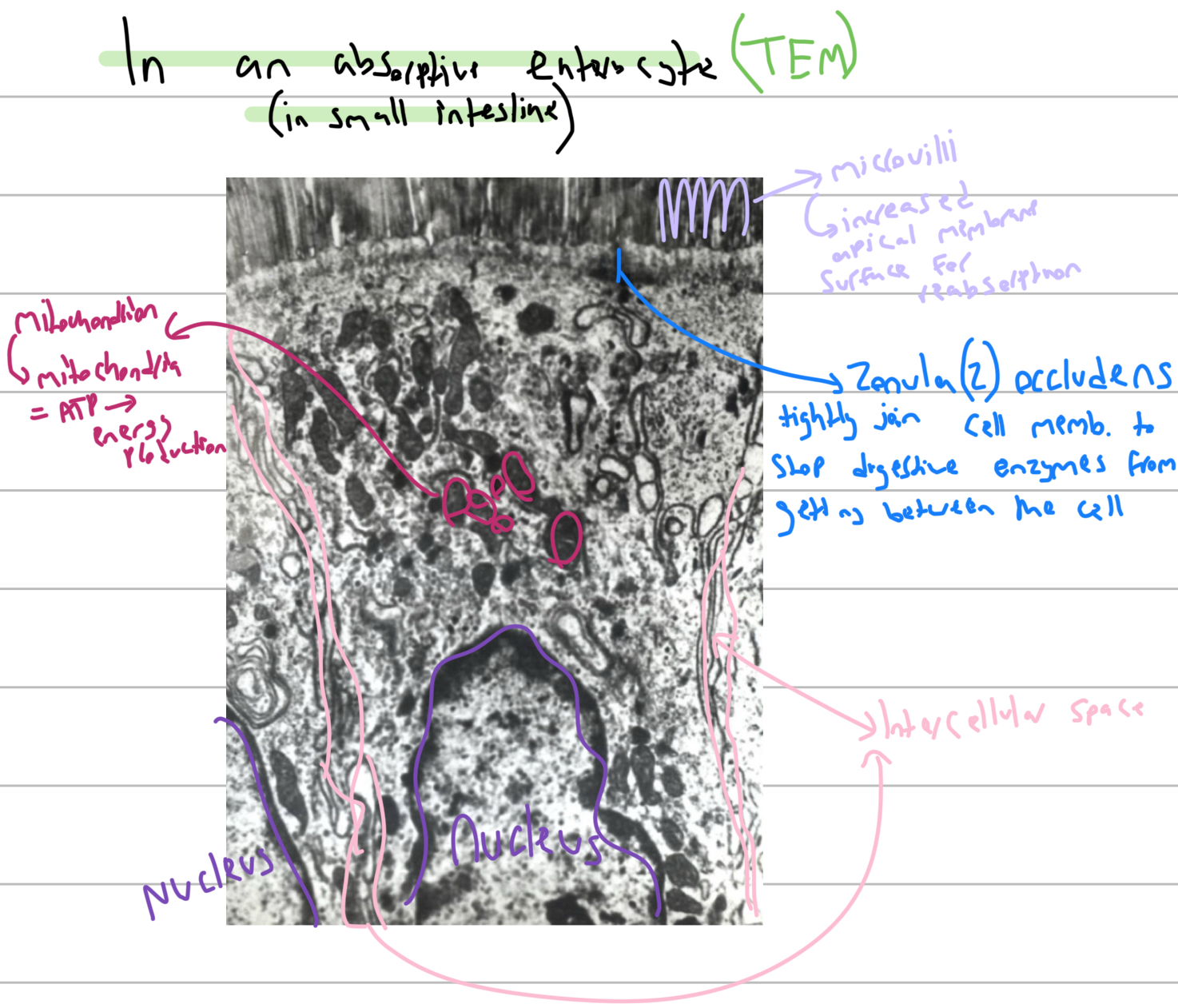 knowt flashcard image