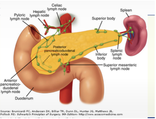 <ol><li><p>superior mesenteric lymph node</p></li><li><p>splenic lymph node</p></li><li><p>pyloric lymph node</p></li><li><p>posterior pancreaticoduodenal lymph node</p></li><li><p>anterior pancreaticoduodenal lymph node</p></li><li><p>celiac</p></li><li><p>hepatic</p></li></ol><p></p>