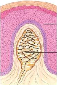 <p>Rapid adapting mechanoreceptors that are important for detecting movement across the skin, slippage, light touch, and high-frequency vibration</p><ul><li><p>4x more sensitive than Merkel discs</p></li><li><p>Small receptive fields, but larger than Merkel discs</p></li></ul><p></p>