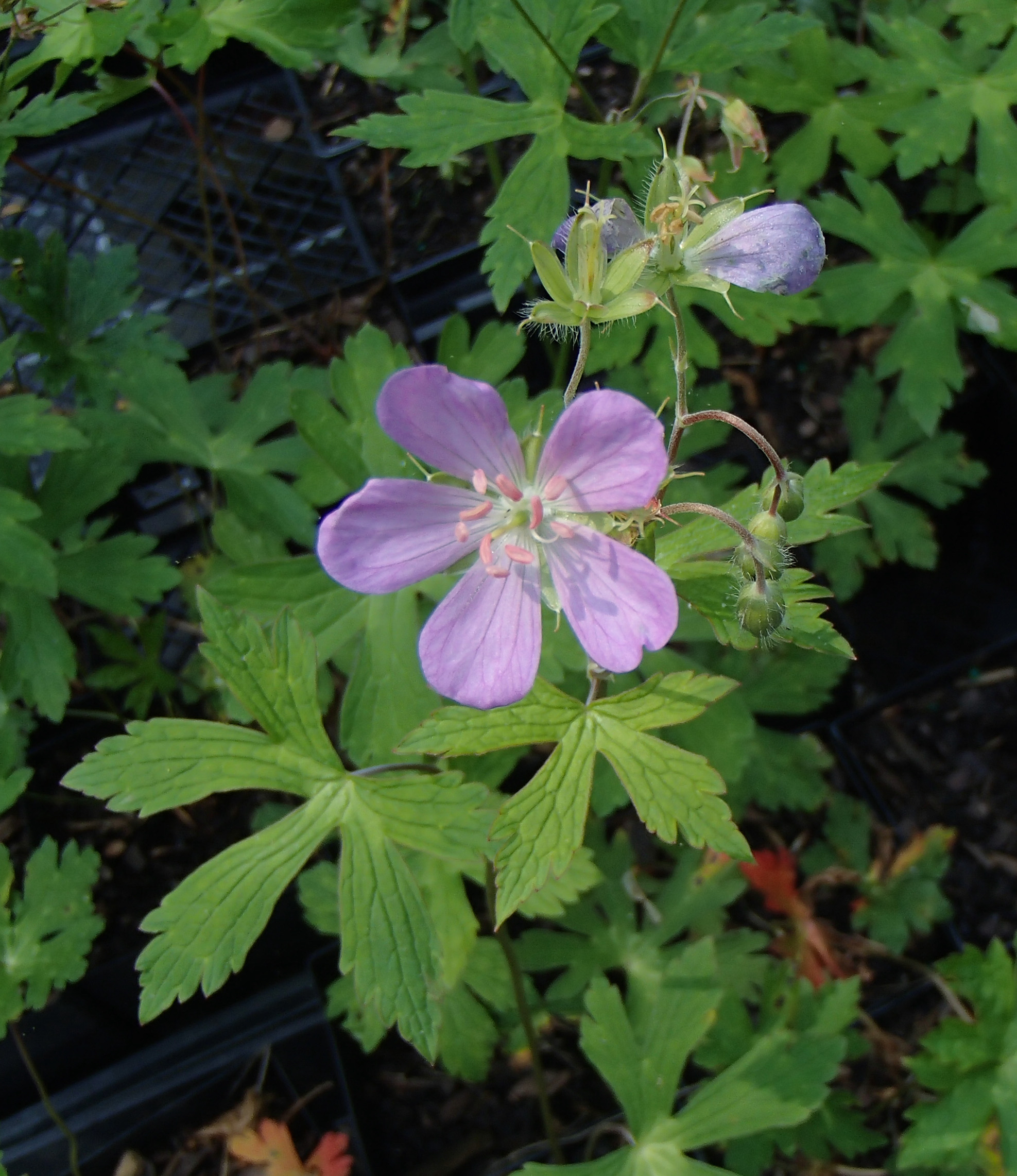 <p>What Plant is This?</p>