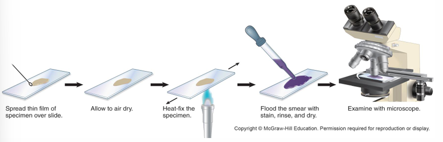 <ol><li><p>Smear sample on slide</p></li><li><p>Heat</p></li><li><p>Stain</p></li><li><p>Wash, dry, view</p></li></ol><p></p>