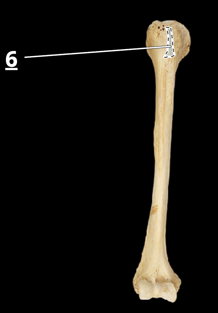 <p>6 </p>