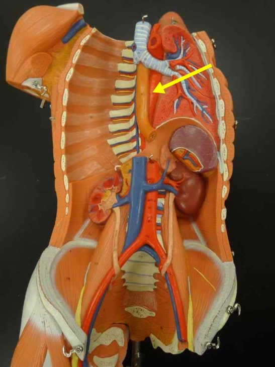 <p>Name the structure</p>