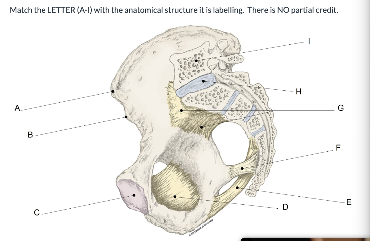 <p><span>Match the LETTER (A-I) with the anatomical structure it is labelling. &nbsp;There is NO partial credit.</span></p>