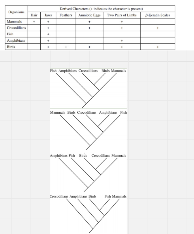 <p>The table above shows derived characters for selected organisms. Based on the information in the table, which of the following cladograms best represents the evolutionary relationships among the organisms?</p><p></p>