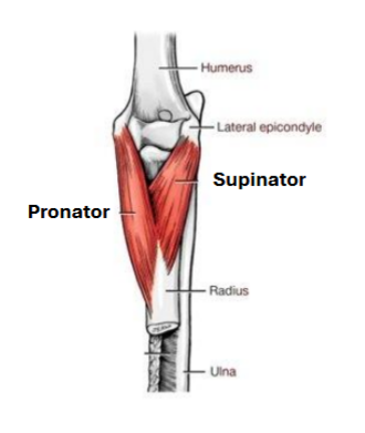 <p>pronator teres<br>supinator</p>