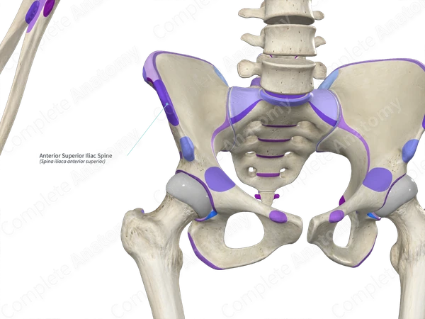 <p>a sharpe, sldender projection of a bone for MTL attachments</p>