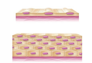 <ul><li><p>A <strong>sheet of cells</strong> that covers the body, lines cavities and organs, and forms glands</p></li></ul><p></p>