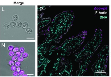 <p>Dogs (C. canis*), Pigs (C. suis*), Calves &amp; Lambs (<u>C. parvum</u>*), Birds (C. meleagridis), <br>Humans (<u>C. hominis </u>&amp; C. cuniculus, and *) - <u>most important</u>.</p>