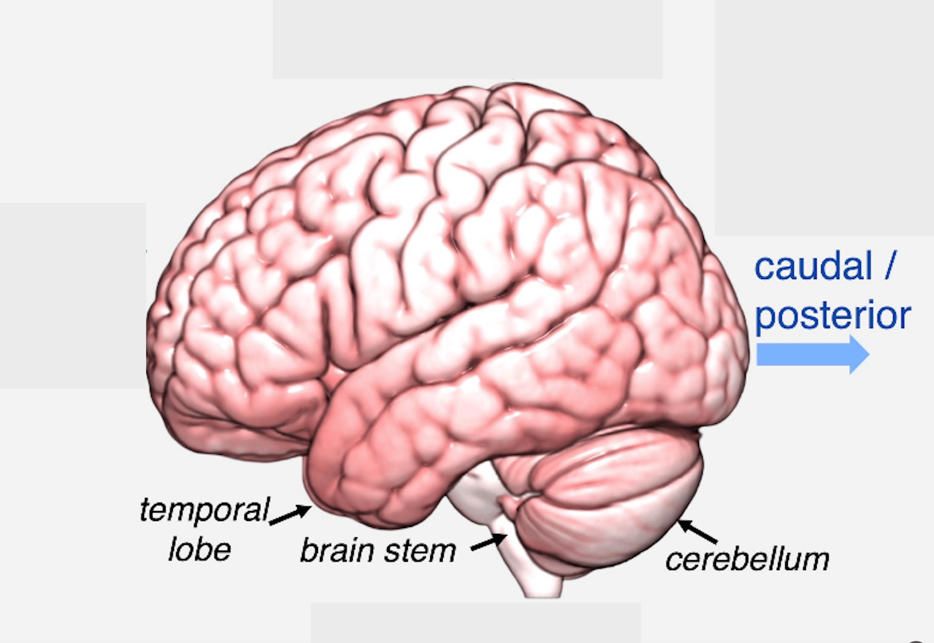 <p>The term <span style="background-color: white;"><strong>caudal</strong></span> is sometimes used instead of posterior. This is the back part of the brain</p>