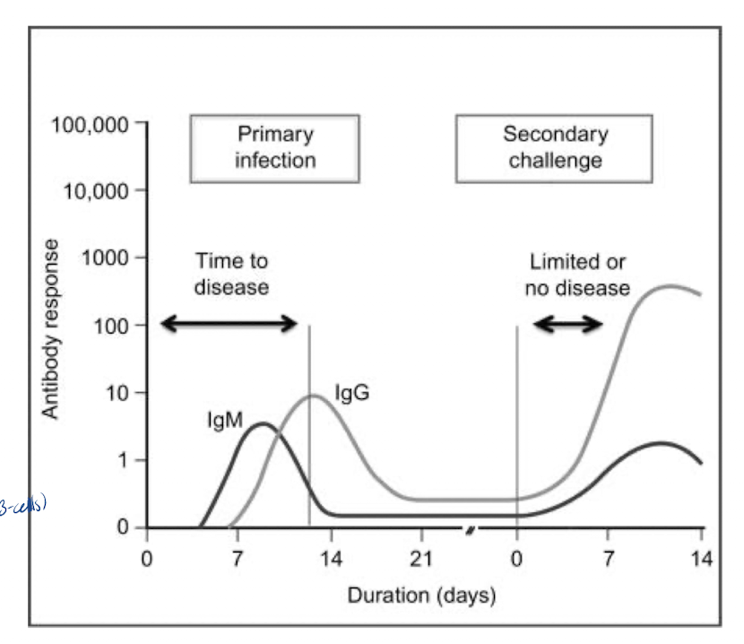 <p>first exposure to Ag</p><p>Latent phase:</p><ul><li><p>no detectable Ab</p></li><li><p>~14 days to activate cells and produce Abs</p></li><li><p>First Ig appear: I<u>gM</u></p><ul><li><p>IgG follows (class switching in B-cells)</p></li><li><p>memory cells are formed</p></li></ul></li><li><p>Class switching → Changeover from IgM to IgG</p><ul><li><p>same plasma cell producing IgM changes to produce IgG</p></li><li><p>Ag specificity remains the same</p></li><li><p>class switching is stimulated to T cell cytokines</p></li></ul></li></ul><p></p>