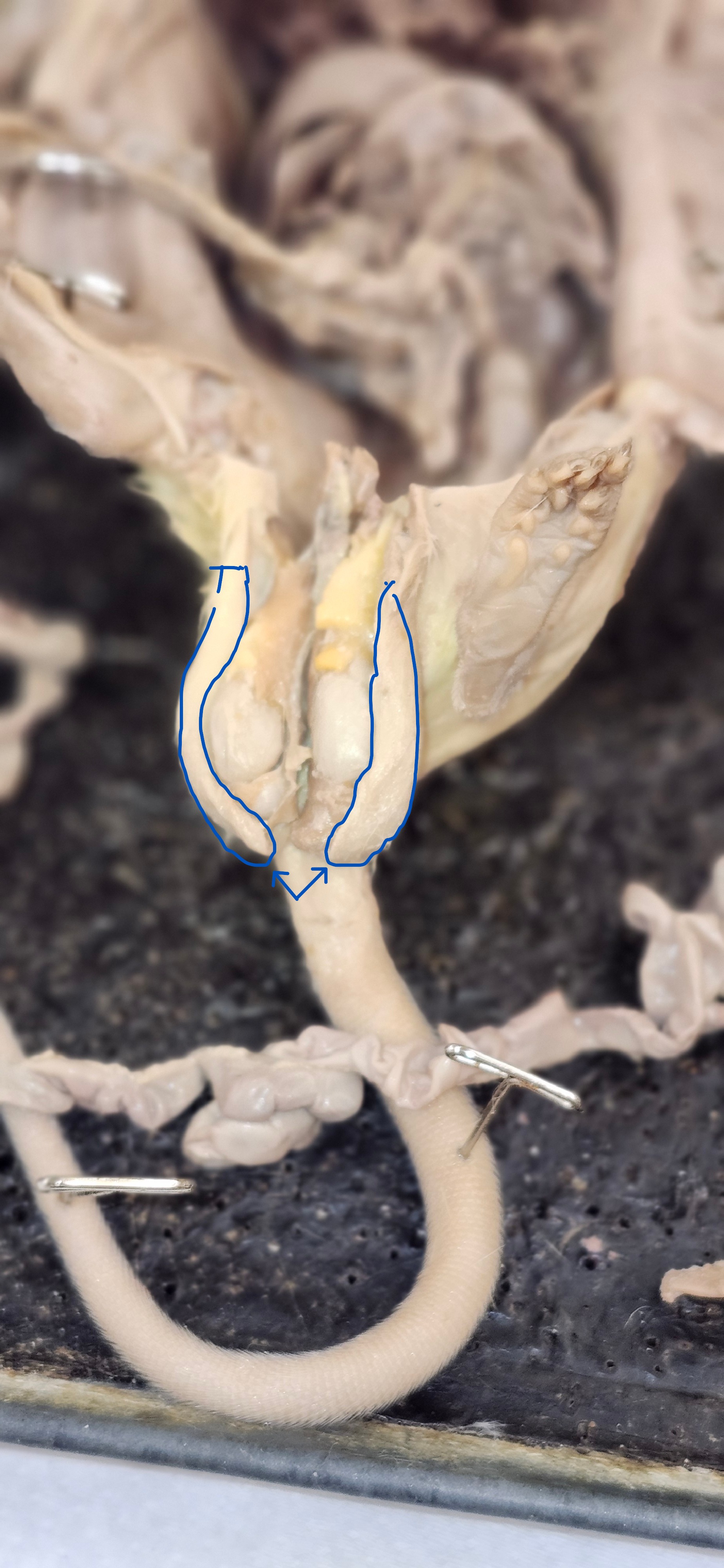 <p>Identify the structures</p>