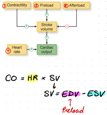 <ol><li><p>Preload</p></li><li><p>Afterload</p></li><li><p>Contractility (inotropic state)</p></li><li><p>HR</p></li></ol><p></p>