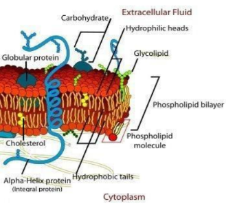 <p>The plasma membrane is composed mainly of phospholipids, but it also includes other lipid types such as cholesterol.</p>