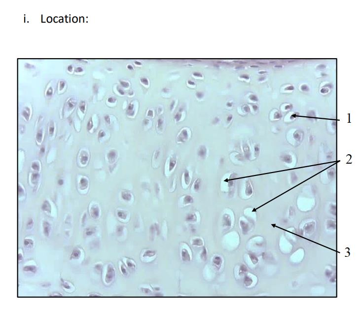 <ol><li><p>What is the name of this tissue?</p></li><li><p>Where is this tissue typically found?</p></li><li><p>Name terms 1-3</p></li></ol><p></p>