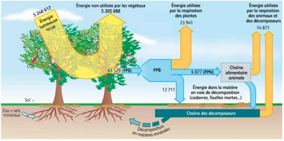 <p>La production primaire brute = toute l’énergie (ou carbone) fixée par la photosynthèse.</p><p>Elle inclut ce qui servira à fabriquer de la biomasse ET ce qui sera utilisé ensuite en respiration par la plante. C’est le “total capté”.</p>