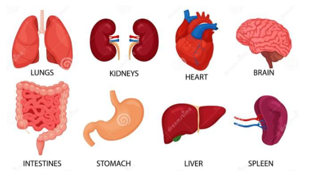 <p>- Produced in kidneys in adults</p><p>- produced in liver in fetus</p>