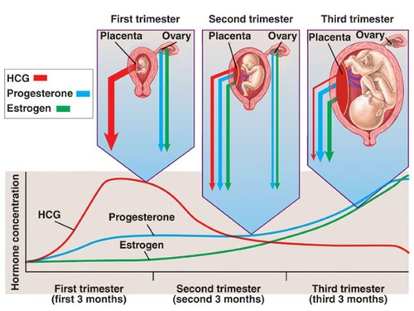 <p>hormone produced by the placenta to sustain pregnancy by stimulating (-tropin) the ovaries to produce estrogen and progesterone</p>