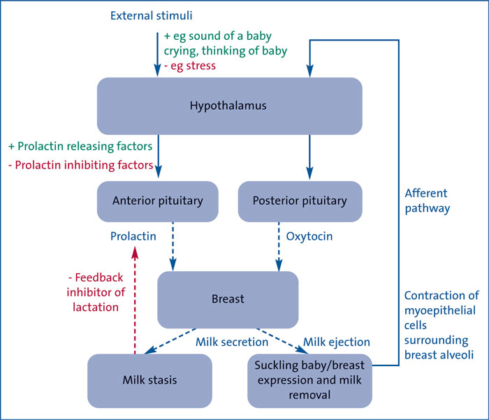 <p>What is a neuroendocrine pathway? Use thyroid hormones and infant suckling as examples</p>
