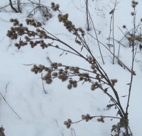 <p>curved hooks on seed clusters for dispersal, pull to get off --> seeds separate from cluster, fruit = achene, flower = head</p>