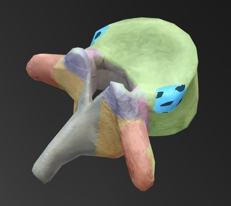 <p>What structure is shown (blue highlight)?</p>