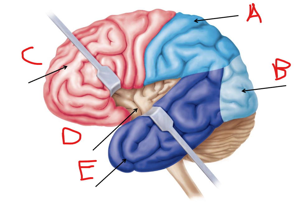 <p>Label C</p>