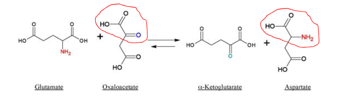 <p>amino acid <span data-name="left_right_arrow" data-type="emoji">↔</span> α-keto acid → Aminotransferases</p><ul><li><p>Aminotransferases → GPT and GOT</p></li></ul><p>Glutamate almost always present in transamination reactions</p><p>α-ketoglutarate is almost always one of the reactants</p><ul><li><p>α-ketoglutarate = amino group acceptor</p></li></ul><p>Glutamate is almost always one of the products</p>