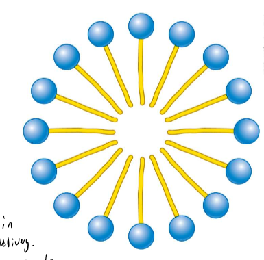 <p>a globular structure with the polar head groups on the outside surface and hydrocarbon tails inside. (phospholipid bilayer is NOT a micelle). Usually single tailed salts of fatty acids do.</p>