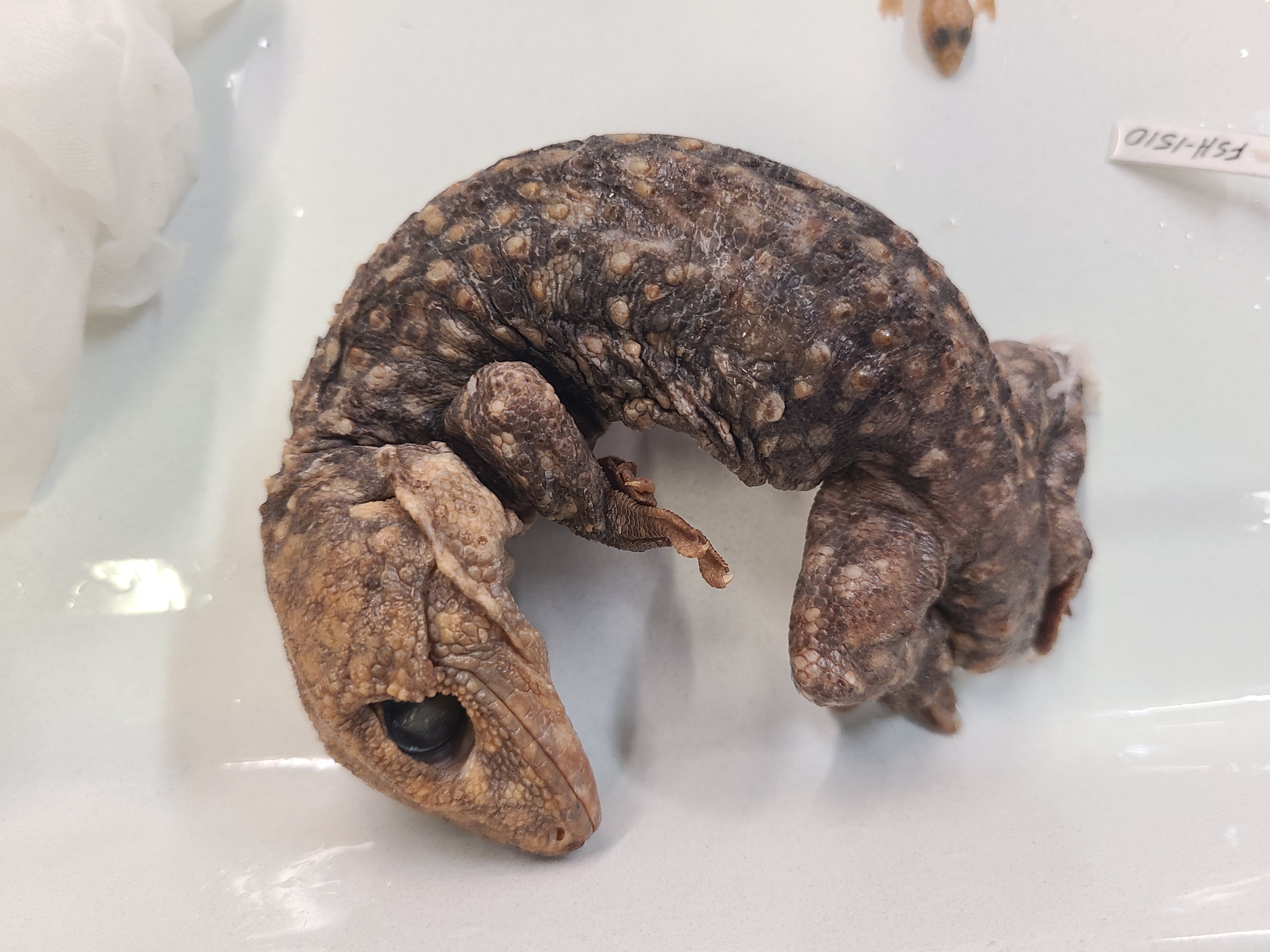 <p>Clade and Family of Gekko gecko</p>