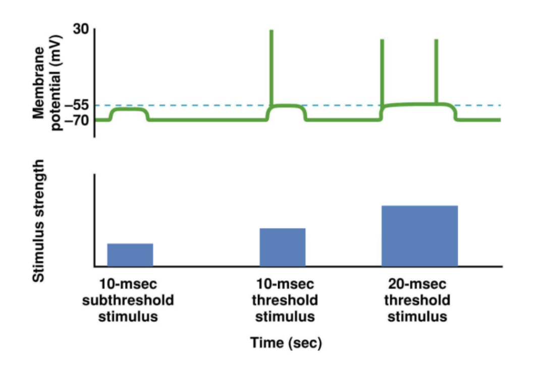 <ul><li><p><span style="background-color: transparent;">To code the information about the intensity of the stimulus, it is done through the changes of frequency of AP</span></p><ul><li><p><span style="background-color: transparent;">Greater stimulus = greater frequency</span></p></li></ul></li></ul><p></p>