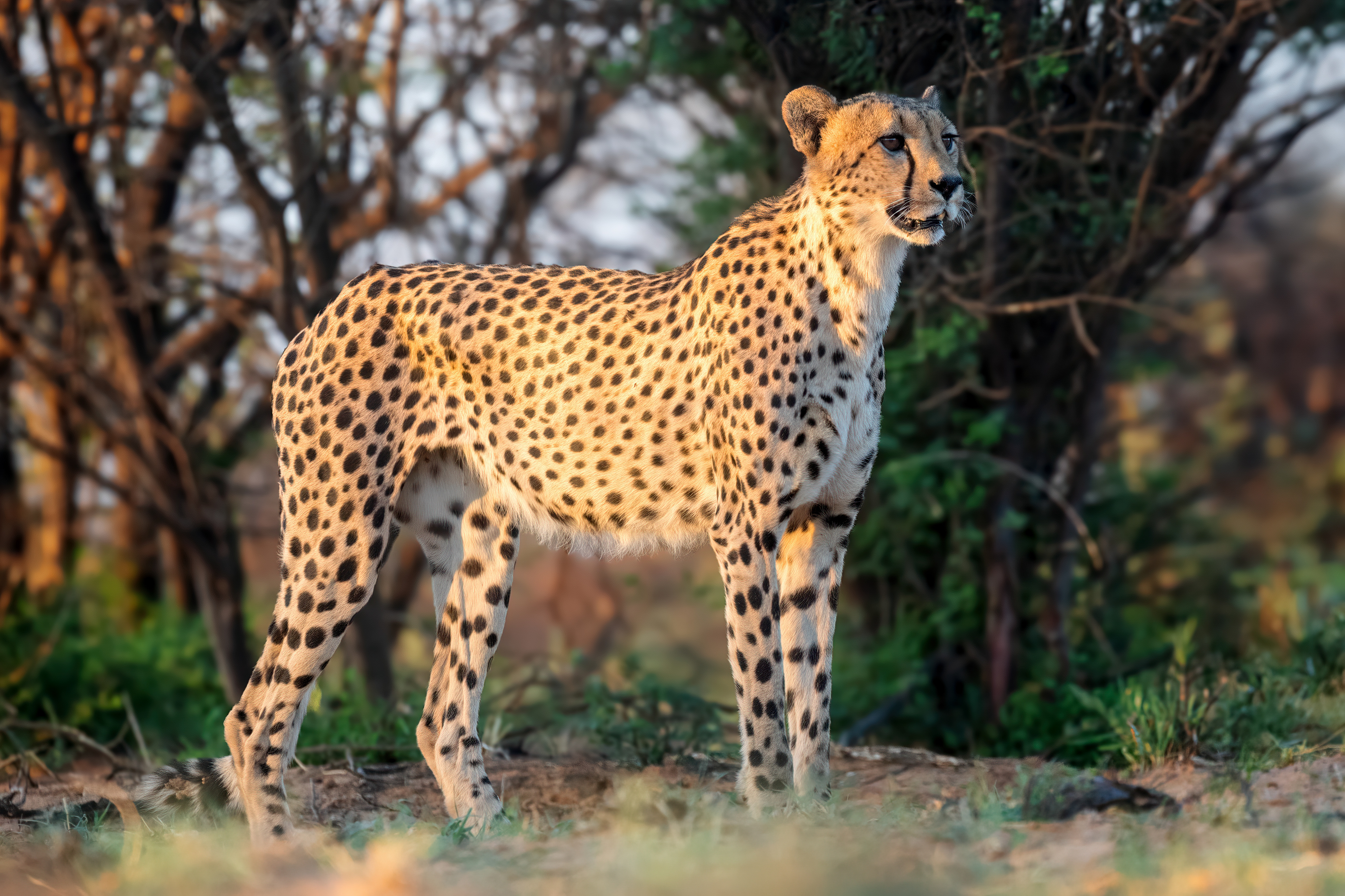 <p>Gepard</p>