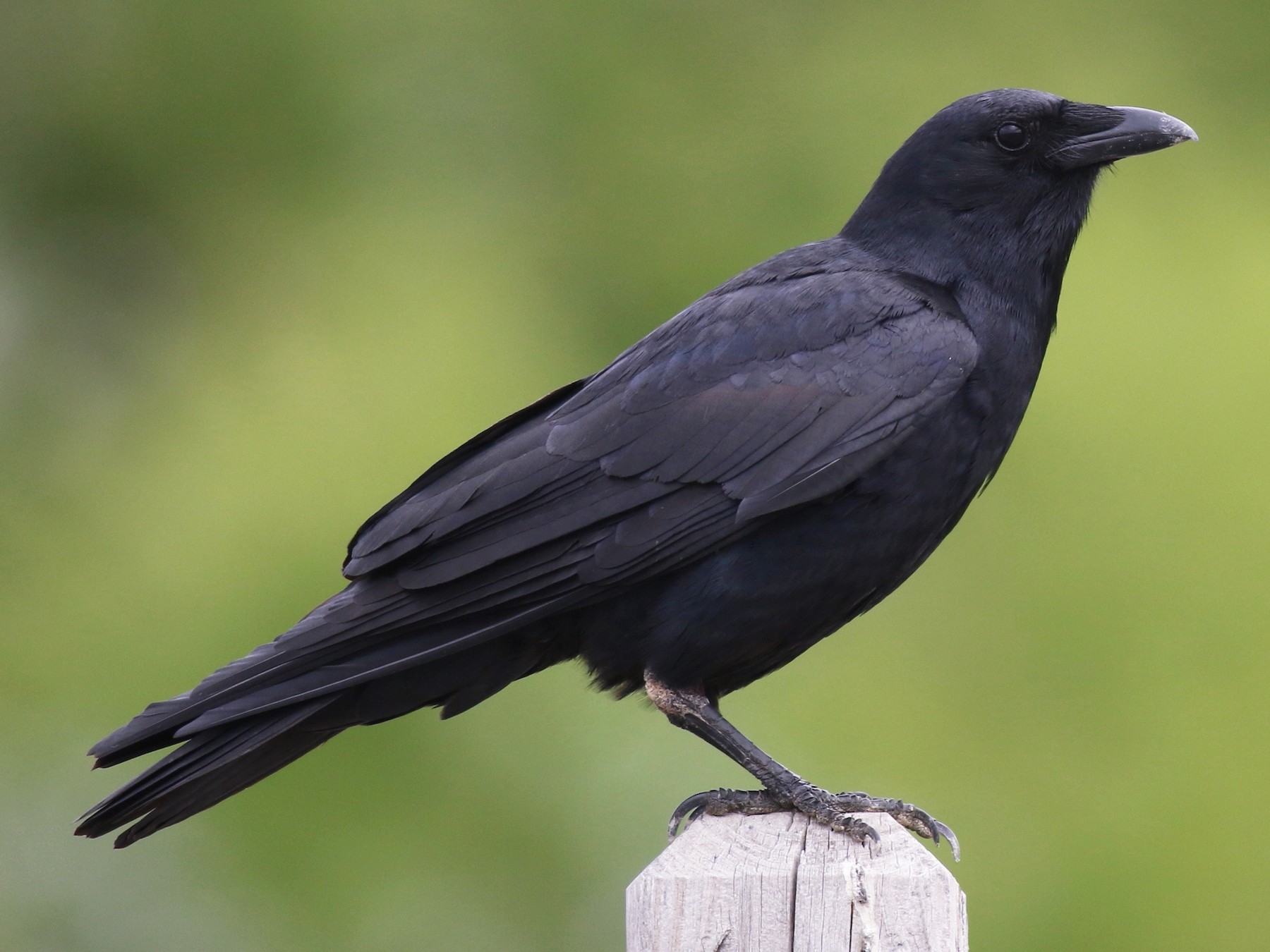 <p>Order Passeriformes Family Corvidae</p>