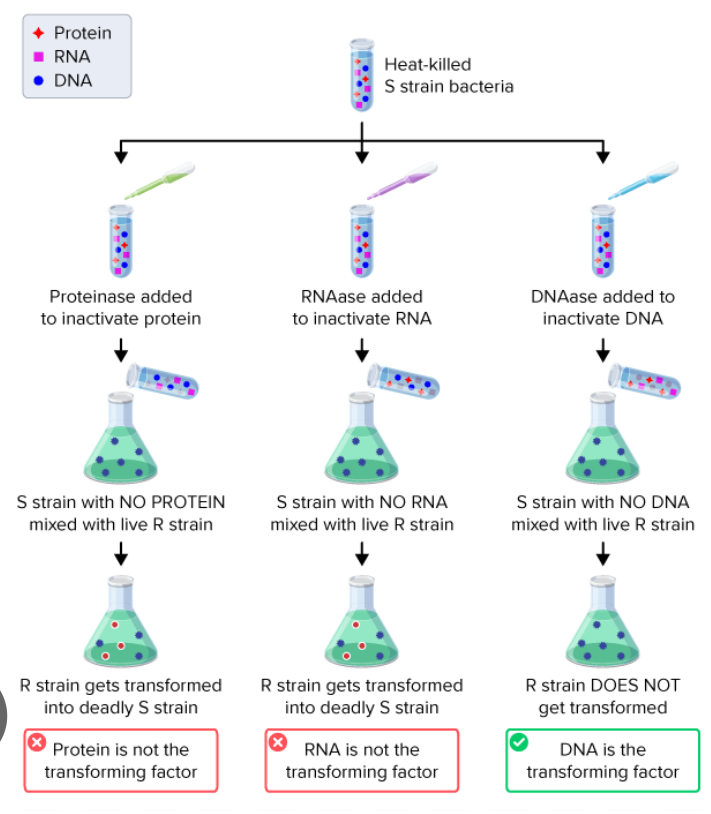 <p><strong>Step 2: Avery’s Key Experiment</strong> </p><p>Avery asked:</p><p> </p><p><span data-name="point_right" data-type="emoji">👉</span> <em>What exactly is the “transforming material”?</em></p><p> </p><p>He took dead S cells and <strong>separated their components</strong>:</p><p> </p><ul><li><p>Proteins</p></li><li><p>Lipids</p></li><li><p>Carbohydrates</p></li><li><p>RNA</p></li><li><p>DNA</p></li></ul><p> </p><p>Then he tested each one.</p><p></p><p>What were the critcal results when DNA was present </p>