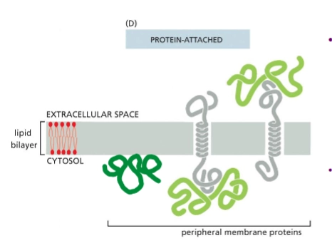 <p>no not insert into the lipid bilayer. They are associated with the membrane <em>non</em>covalently, bound to either lipids or other proteins.</p>
