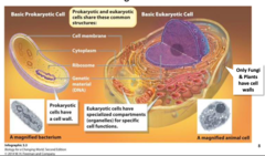 <p>Prokaryotic cells</p>