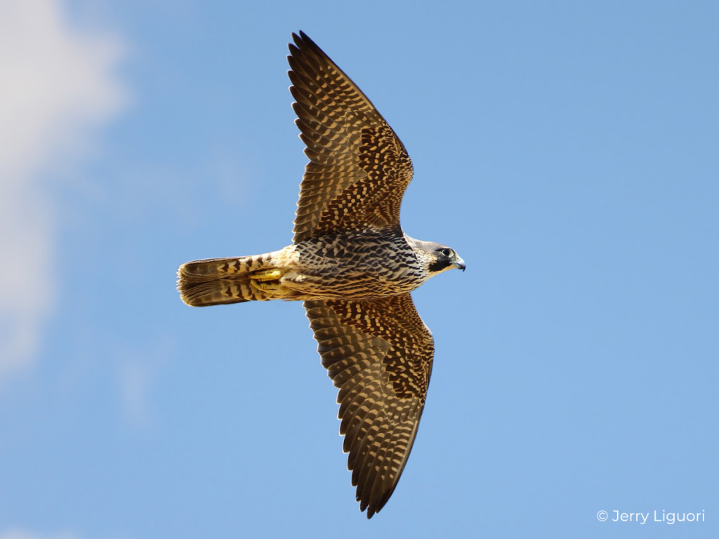 <p>Peregrine Falcon</p>