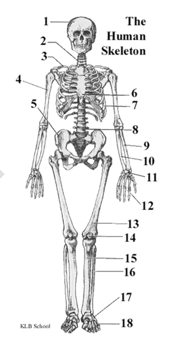 <p><span><strong>1</strong>: Skull (Cranium)</span></p><p><span><strong>2</strong>: Cervical vertebrae (Neck bones)</span></p><p><span><strong>3</strong>: Clavicle (Collarbone)</span></p><p><span><strong>4</strong>: Humerus (Upper arm bone)</span></p><p><span><strong>5</strong>: Pelvis (Hip bone / Ilium)</span></p><p><span><strong>6</strong>: Sternum (Breastbone)</span></p><p><span><strong>7</strong>: Rib</span></p><p><span><strong>8</strong>: Lumbar vertebrae (Lower back bones)</span></p><p><span><strong>9</strong>: Radius (Forearm bone on thumb side)</span></p><p><span><strong>10</strong>: Ulna (Forearm bone on pinky side)</span></p><p><span><strong>11</strong>: Carpals (Wrist bones)</span></p><p><span><strong>12</strong>: Phalanges (Finger bones)</span></p><p><span><strong>13</strong>: Femur (Thigh bone)</span></p><p><span><strong>14</strong>: Patella (Kneecap)</span></p><p><span><strong>15</strong>: Tibia (Shin bone)</span></p><p><span><strong>16</strong>: Fibula (Calf bone)</span></p><p><span><strong>17</strong>: Tarsals (Ankle bones)</span></p><p><span><strong>18</strong>: Phalanges (Toe bones)</span></p><p></p>