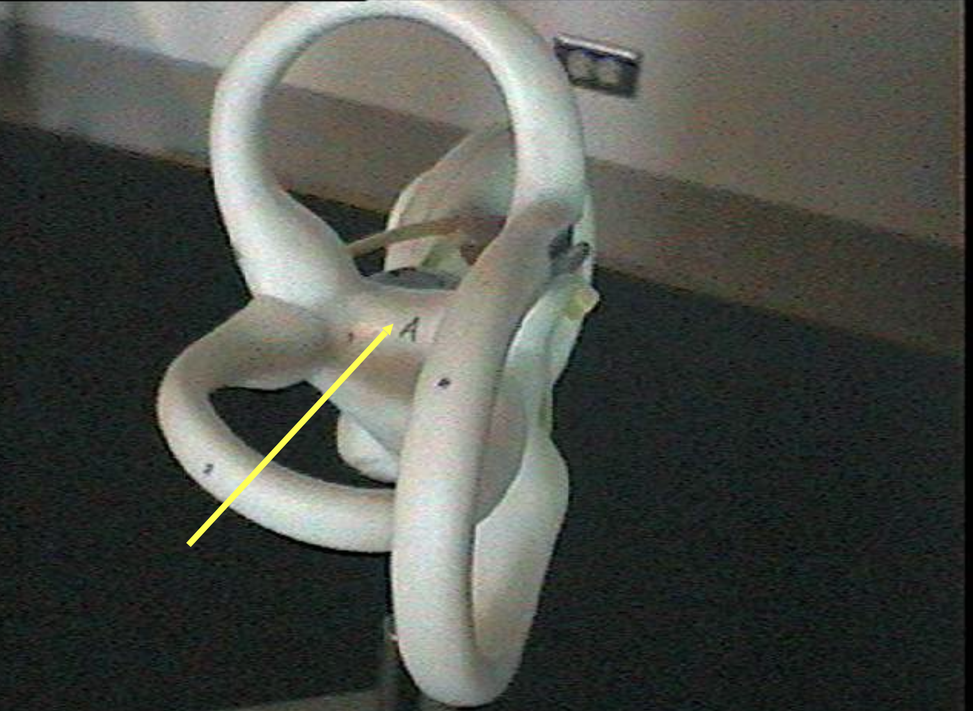 <p>Identify the inner ear parts from another view.</p>