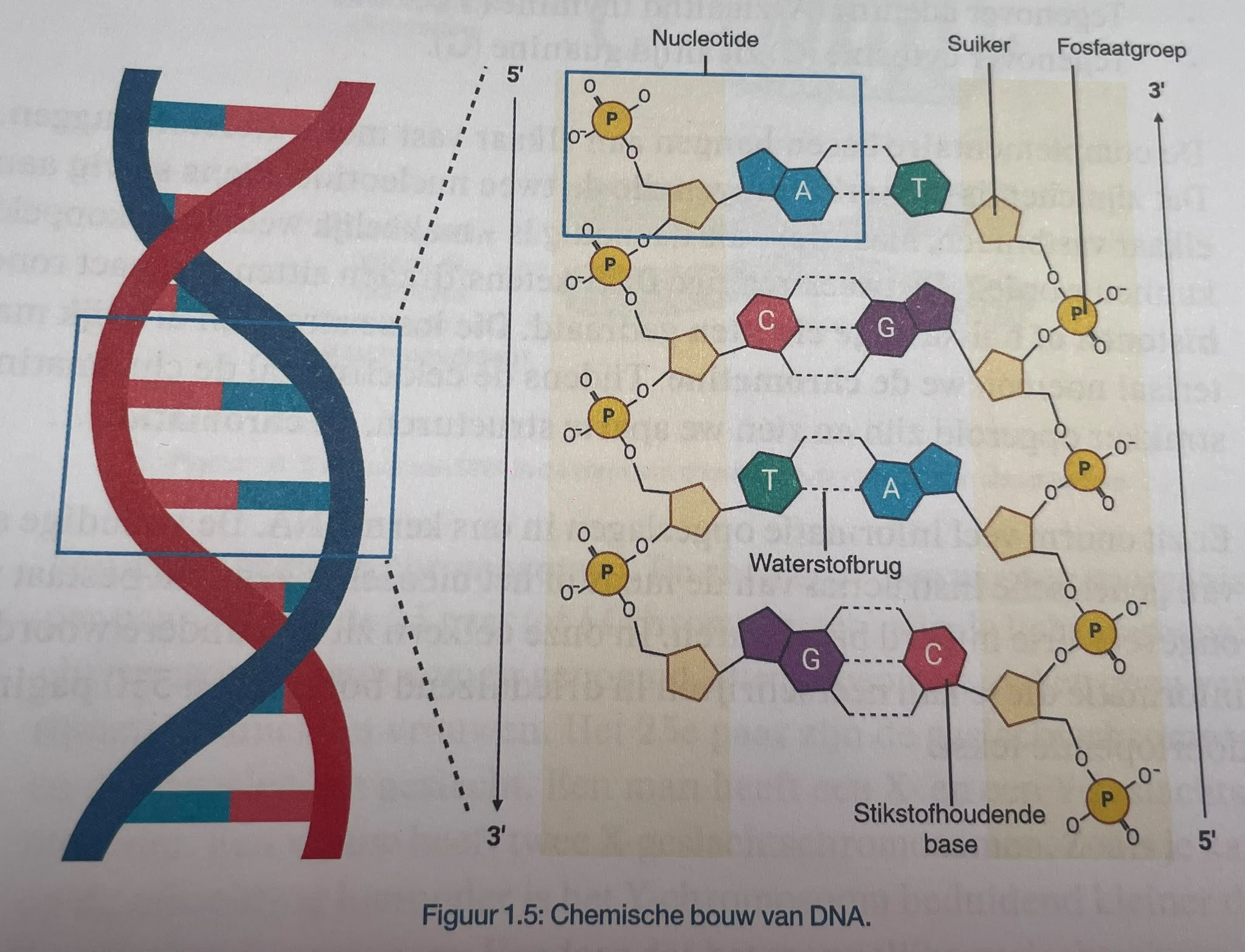 <p>polynucleotide</p>