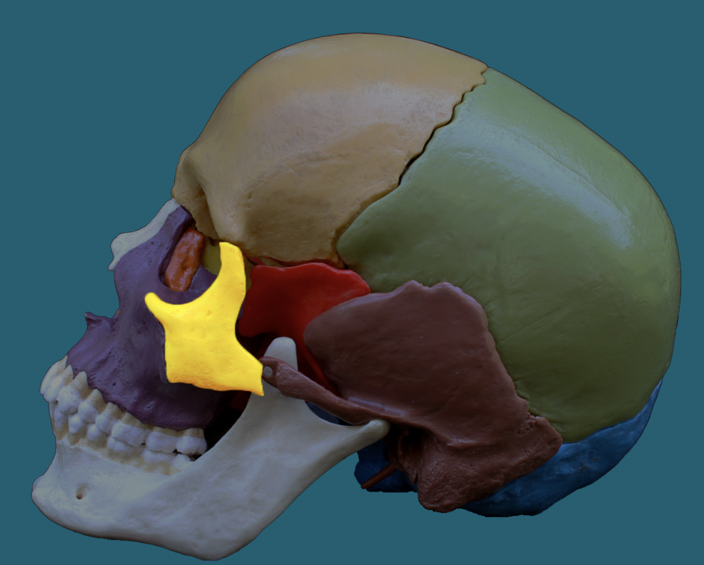 term image