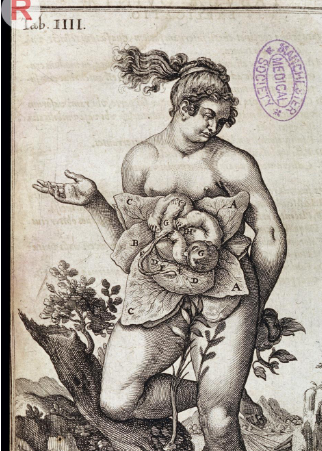 <ul><li><p>belief that plants were female</p></li><li><p>they didn’t understand how plants reproduce</p></li><li><p>fertility of nature x fertility of women</p></li></ul><p></p>