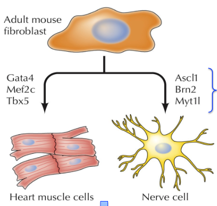 <p>Adult mouse fibroblast + lineage specific transcription factor sets = desired cell type → transplantation therapy</p>