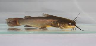 <p>Ameiurus melas </p><ul><li><p><em>ID:</em> Chin barbels are <strong>dark/black</strong>; body more uniformly dark (less mottled than brown)</p></li><li><p><em>Ecology:</em> Most tolerant of <strong>murky, warm, low-oxygen water</strong>; often in muddy habitats</p></li><li><p><em>Notes/Uses:</em> Often abundant; used as food and sometimes bait</p></li></ul><p></p>