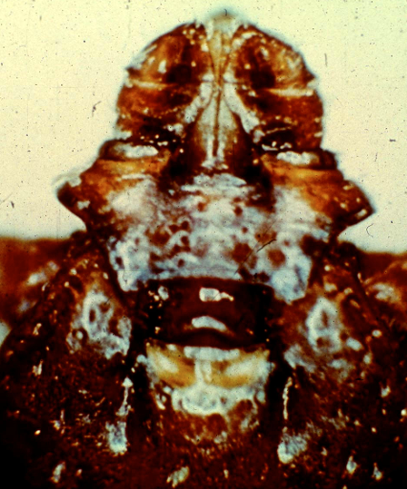 <p>Brown Dog Tick</p>