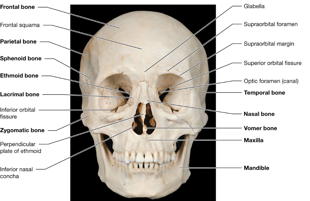 <p>Anterior View of the Skull</p>