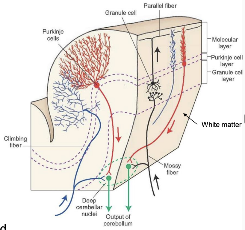 <ul><li><p>molecular layer (outer) </p><ul><li><p>dendrites of purkinje cells (look like a flat tree) </p></li><li><p>parallel fibers of granule cells (run perpendicular to purkinje dendrites) </p></li><li><p>stellate and basket cells </p></li></ul></li><li><p>purkinje layer (middle) </p><ul><li><p>cell bodies of purkinje cells </p></li></ul></li><li><p>granule cell layer (inner) </p><ul><li><p>numerous small tightly packed granule cells (interneurons) </p></li><li><p>golgi cells (interneurons) </p></li></ul></li></ul><p></p>