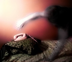 <p>to pick up (the phone)</p>