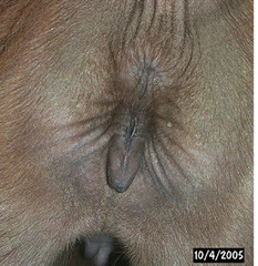<p>What do you think about the junction between the rectum and vulva in camelids?</p>